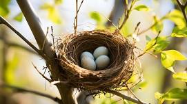 Build a Bird Nest