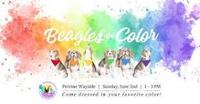 Beagles in Color 