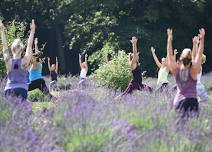 Lavender Yoga at Luckey Road Lavender Farm