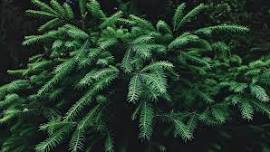 Garden Hotline Presents: The Importance of Evergreens