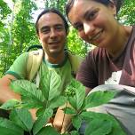Ginseng Cultivation Workshop with the Catskill Forest Association