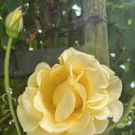 The Romance of Roses and Sacred Oil Distillation