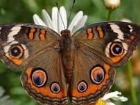 Carolina's Wild Butterflies: ID & Monitoring at White Deer Park 2024-07-10