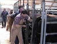 3-Day A.I. Training Clinics with 7 Triangle 7 Cattle Co.