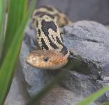 Shake, Rattle, and Roll with Snake Discovery