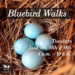 Bluebird Walk