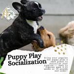 Puppy Play Saturday Socialization Class