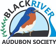 Spring Birding Walks: Elywood Park  — Black River Audubon Society
