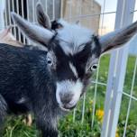 Goat Yoga @ Wild Child Acres