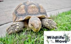 Wildlife On The Move Presents Roaming Reptiles & Friends at Grove Elementary (Wylie, TX)