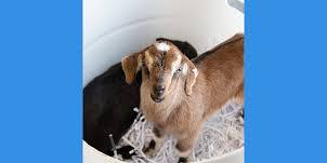 Baby Goat Snuggles | June 12