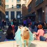 Goat Yoga Northlake @ Pecan Square!