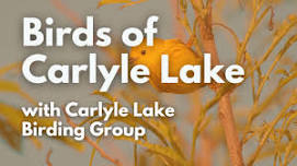 Birds of Carlyle Lake