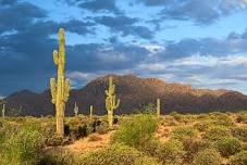 Maricopa County Parks and Recreation: Discovery Station - Saguaros in Bloom