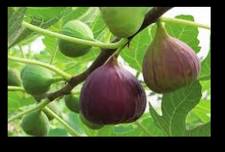 FIGuring Out How to Grow Figs on Long Island