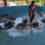 Day trip: PKPS Turtle Conservation and beach cleanup Meetup