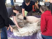 Shearing Day at La Vida Alpaca!
