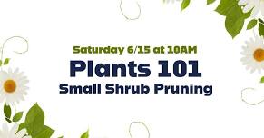 Plants 101: Small Shrub Pruning
