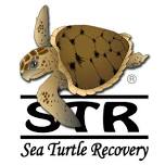 Sea Turtle Sunrise 2024