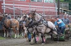 Pony Pull at the NEW Afton Fair! New York State Pony Pullers Association