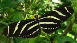 Courtesy Post: MIWA and EEL Spring Series Butterfly Programs