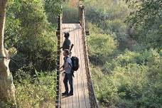 Mkuze Fig Forest Walk: Explore the Spellbinding Beauty of Natural Africa