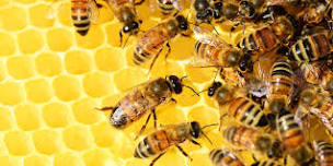 Beautiful Bees: Adult Program (ages 18+), $4 per adult upon arrival