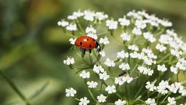 Dirty Diggers: Plants for Bug Control