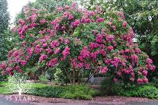 95 Years Highlights Tour: Crapemyrtles