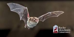 habitat management for bats