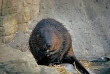 Beavers: Nature's Engineer