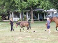 Equine Assisted Learning Summer Camp