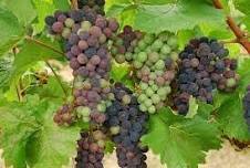 The Vineyards & Winery at Lost Creek - Terroir to Table: Veraison Wine Dinner