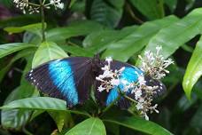 Neotropical Butterfly Park: Full-Day Tour with Maroon Culture Woodcarving and Indigenous Pottery