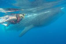 Full-Day Whale Shark Tour Puerto Morelos: Intimate Experience Emphasizing Conservation