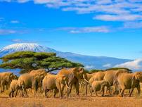 Serengeti Photo Safari! See the Great Migration 