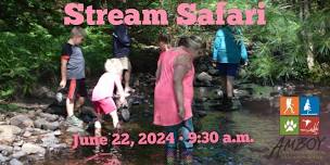 Stream Safari