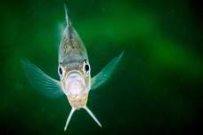 Fish Tales Photo Contest: Monee Reservoir