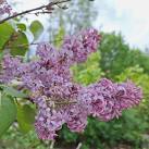 Full Moon ~ Lovely Lilac Cordial  