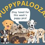 Puppypalooza: Foster Puppy Meet-and-Greet