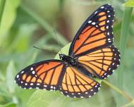 2024 BFAA Speaker Series: Butterflies of Southeast Nebraska