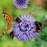 Pollinator Garden Tour: Southampton & Water Mill