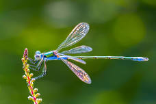 Naturalist Passport- Dragonflies & Damselflies