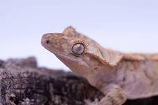 New Caledonian Geckos Interactive Class