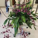 June Meeting of the Wisconsin Orchid Society
