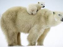 Arctic Realms: Polar Bears, Walruses, & Icebergs!