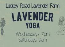 Lavender Yoga