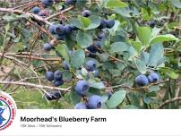 Blueberry Picking Event