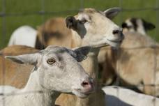Fall Sheep and Goat Fundamentals Workshop