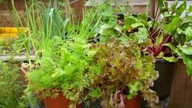 Planting a Fall Vegetable Container Garden